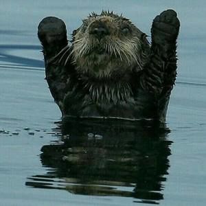 Meet your Posher, Isaiah